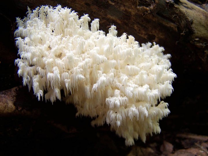 hericium coralloides 100_3840